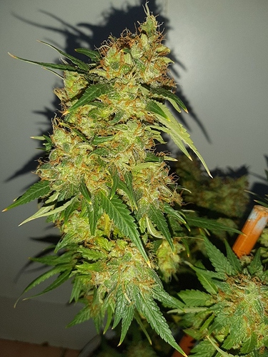 Growreport Bild 6