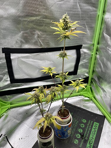 Growreport Bild 7