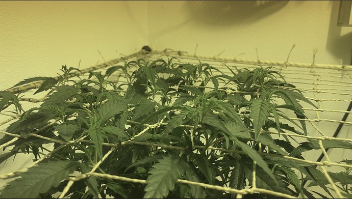 Growreport Bild 25