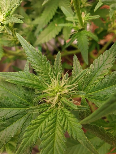 Growreport Bild 5