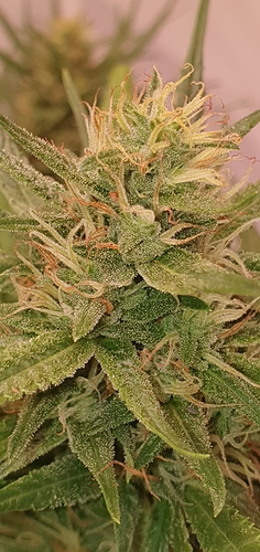 Growreport Bild 4