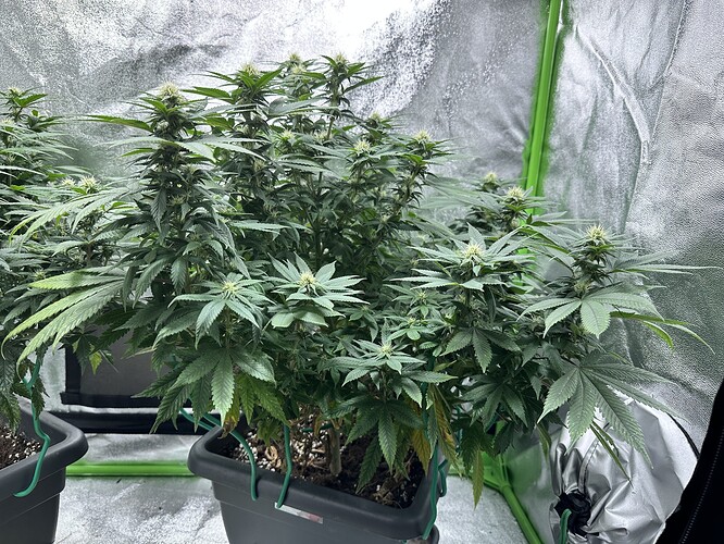 Growreport Bild 6