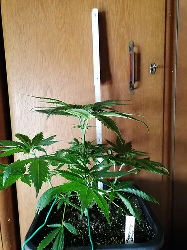 Growreport Bild 25