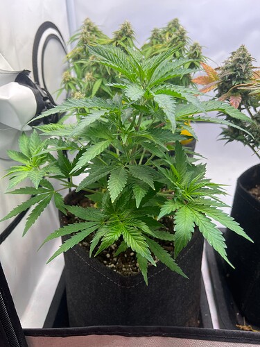 Growreport Bild 5