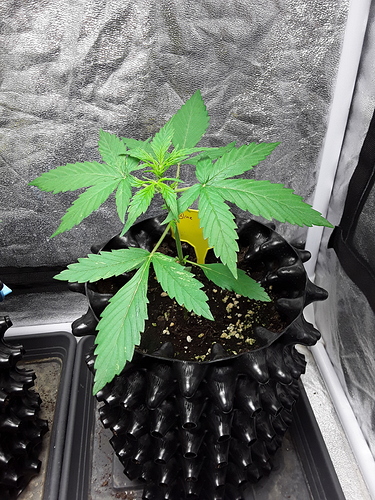 Growreport Bild 13