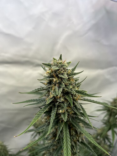 Growreport Bild 7