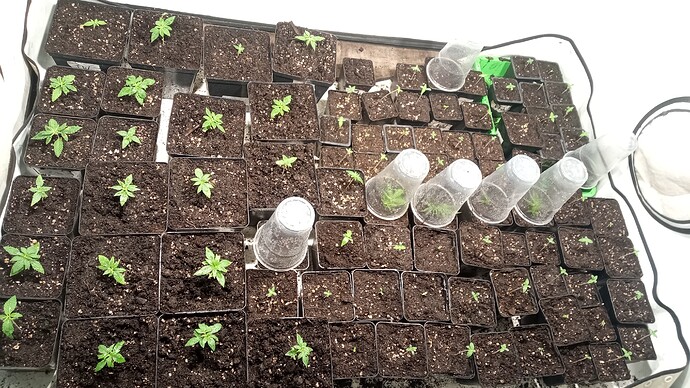 Growreport Bild 9