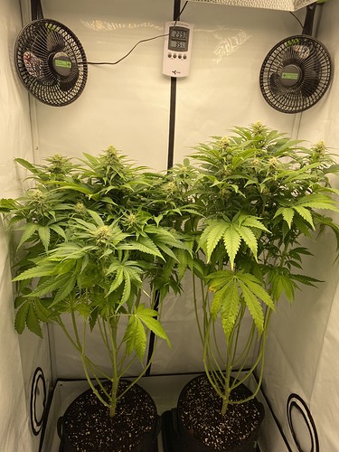 Growreport Bild 2