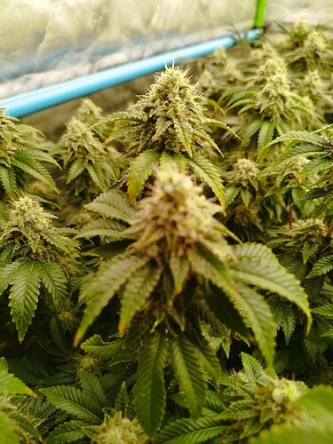 Growreport Bild 2