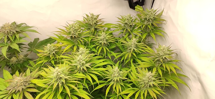 Growreport Bild 4