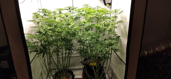 Growreport Bild 2