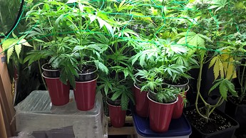 Growreport Bild 2