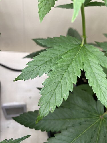 Growreport Bild 1