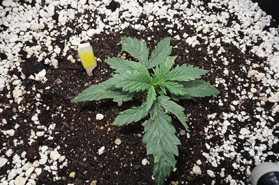 Growreport Bild 26