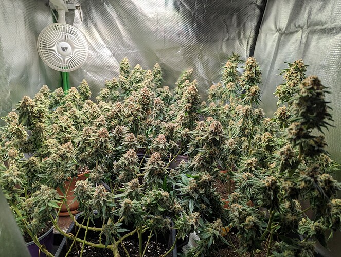 Growreport Bild 1