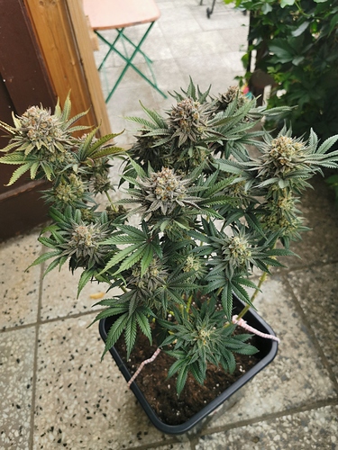 Growreport Bild 2