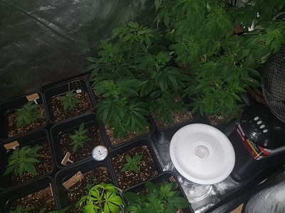 Growreport Bild 2