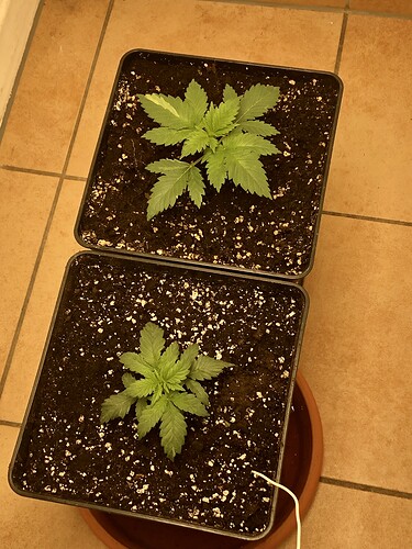 Growreport Bild 1