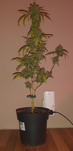 Growreport Bild 1