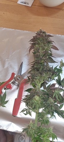 Growreport Bild 9