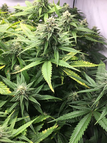 Growreport Bild 9