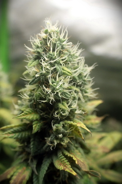Growreport Bild 6