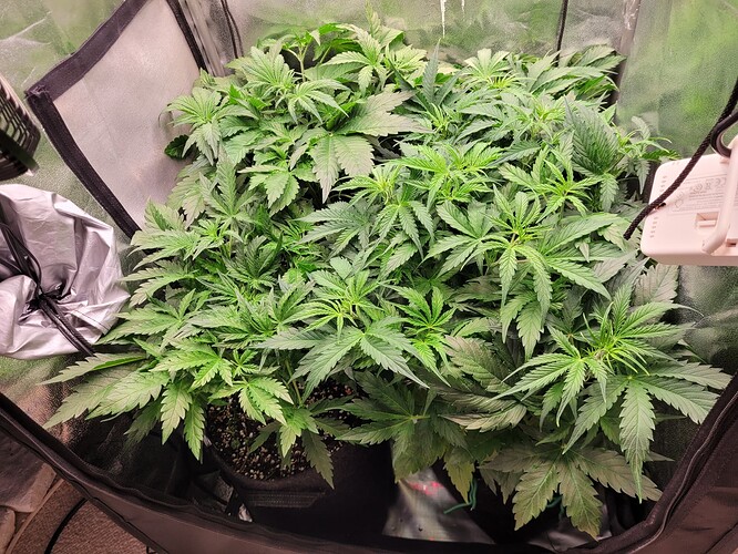 Growreport Bild 17