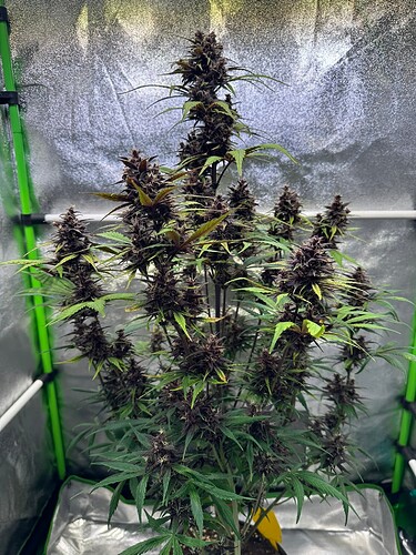 Growreport Bild 15