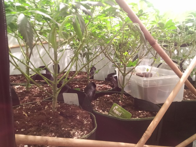 Growreport Bild 59