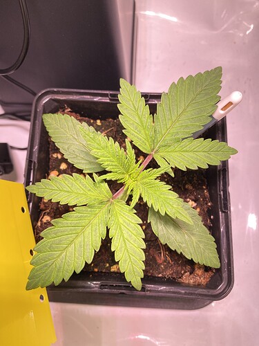 Growreport Bild 27