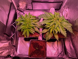 Growreport Bild 3