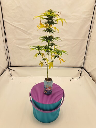 Growreport Bild 1