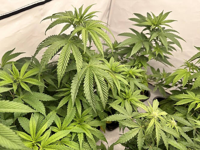 Growreport Bild 7