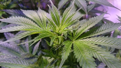 Growreport Bild 11