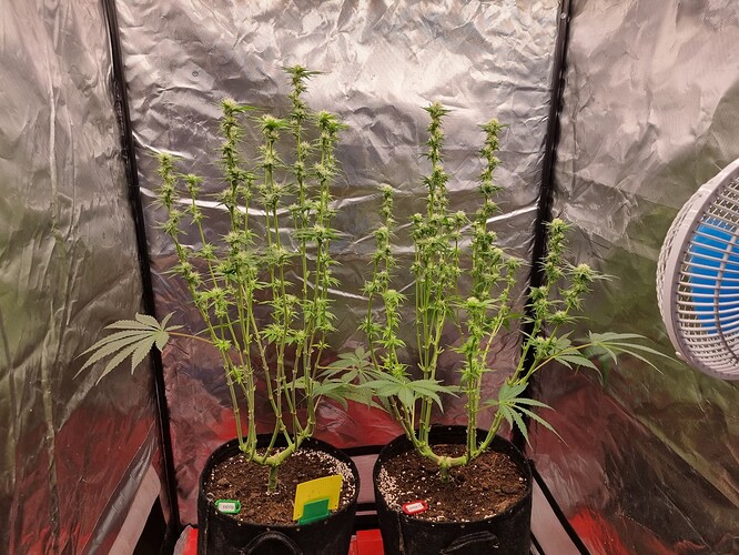 Growreport Bild 43