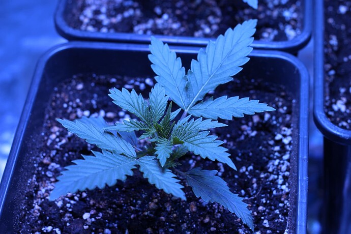 Growreport Bild 5