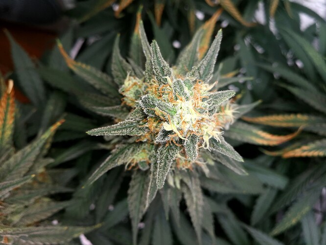 Growreport Bild 2