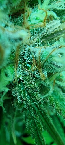 Growreport Bild 4