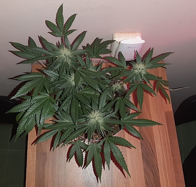 Growreport Bild 11