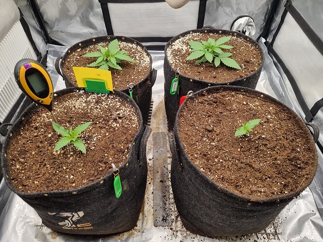 Growreport Bild 5