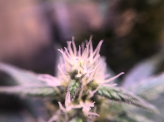 Growreport Bild 12