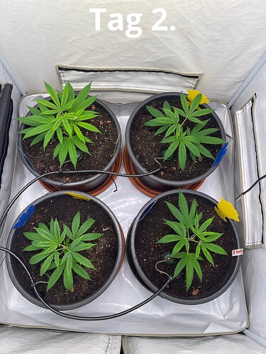 Growreport Bild 6