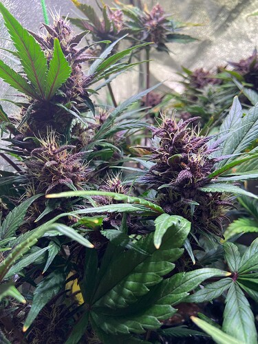 Growreport Bild 6
