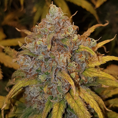 Growreport Bild 7