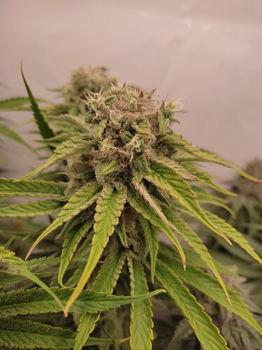 Growreport Bild 10