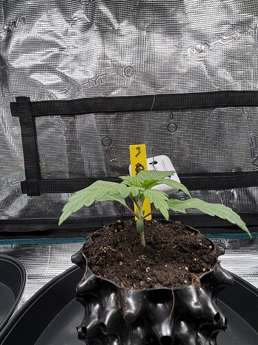 Growreport Bild 65