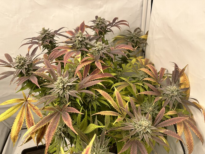 Growreport Bild 5