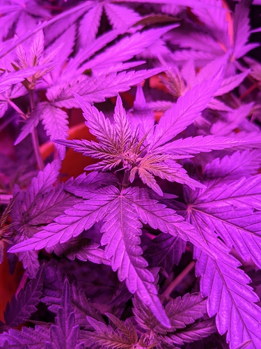Growreport Bild 5