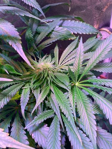 Growreport Bild 5
