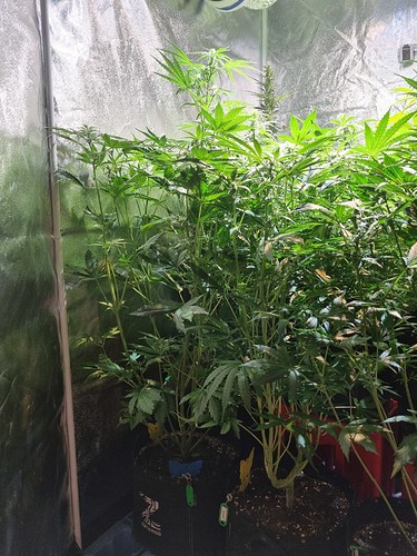 Growreport Bild 11